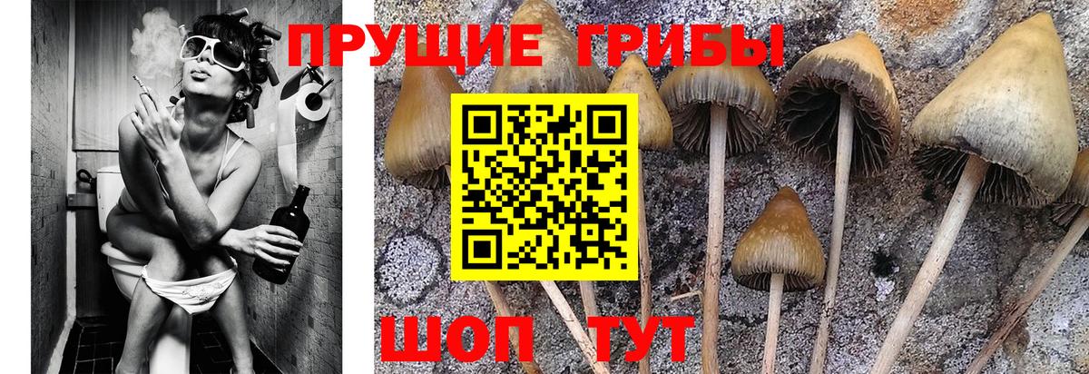 как найти   Вход с VPN  Советск  Галлюциногенные грибы ЛСД  Галлюциногенные грибы Magic Shrooms 